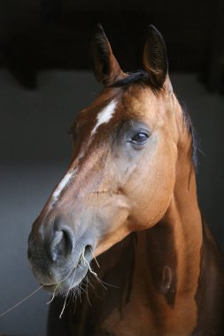 Ahırın kapısında duran genç ve güzel at. Safkan genç ahır kapısından dışarı bakıyor. Kırsal hayvan çiftliğindeki kahverengi ahşap çitlerin arkasında yarış atı duruyor 