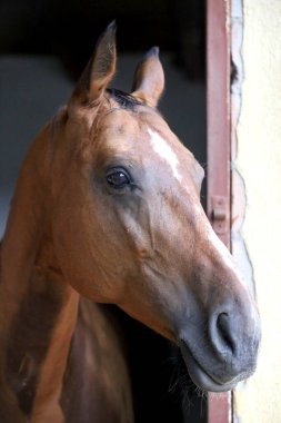 Ahırın kapısında duran genç ve güzel at. Safkan genç ahır kapısından dışarı bakıyor. Kırsal hayvan çiftliğindeki kahverengi ahşap çitlerin arkasında yarış atı duruyor 
