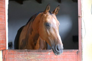 Ahırın kapısında duran genç ve güzel at. Safkan genç ahır kapısından dışarı bakıyor. Kırsal hayvan çiftliğindeki kahverengi ahşap çitlerin arkasında yarış atı duruyor 