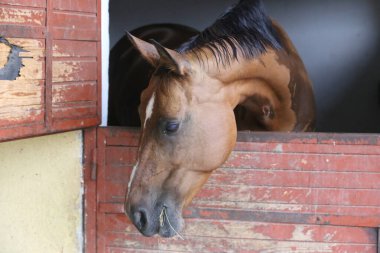 Ahırın kapısında duran genç ve güzel at. Safkan genç ahır kapısından dışarı bakıyor. Kırsal hayvan çiftliğindeki kahverengi ahşap çitlerin arkasında yarış atı duruyor 