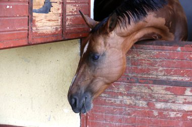 Ahırın kapısında duran genç ve güzel at. Safkan genç ahır kapısından dışarı bakıyor. Kırsal hayvan çiftliğindeki kahverengi ahşap çitlerin arkasında yarış atı duruyor 
