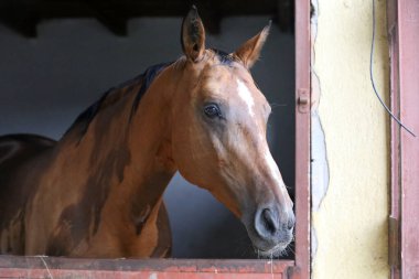Ahırın kapısında duran genç ve güzel at. Safkan genç ahır kapısından dışarı bakıyor. Kırsal hayvan çiftliğindeki kahverengi ahşap çitlerin arkasında yarış atı duruyor 