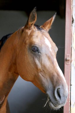 Ahırın kapısında duran genç ve güzel at. Safkan genç ahır kapısından dışarı bakıyor. Kırsal hayvan çiftliğindeki kahverengi ahşap çitlerin arkasında yarış atı duruyor 