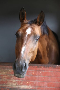 Ahırın kapısında duran genç ve güzel at. Safkan genç ahır kapısından dışarı bakıyor. Kırsal hayvan çiftliğindeki kahverengi ahşap çitlerin arkasında yarış atı duruyor 
