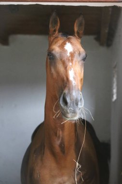 Ahırın kapısında duran genç ve güzel at. Safkan genç ahır kapısından dışarı bakıyor. Kırsal hayvan çiftliğindeki kahverengi ahşap çitlerin arkasında yarış atı duruyor 