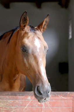 Ahırın kapısında duran genç ve güzel at. Safkan genç ahır kapısından dışarı bakıyor. Kırsal hayvan çiftliğindeki kahverengi ahşap çitlerin arkasında yarış atı duruyor 