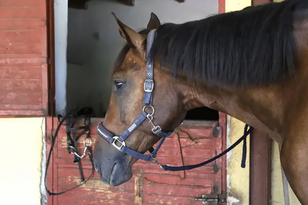 Beautiful young horse standing in the stable door. Purebred youngster looking out the barn door. Racehorse stand behind brown wooden fence at rural animal farm