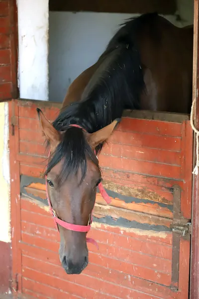 Beautiful young horse standing in the stable door. Purebred youngster looking out the barn door. Racehorse stand behind brown wooden fence at rural animal farm