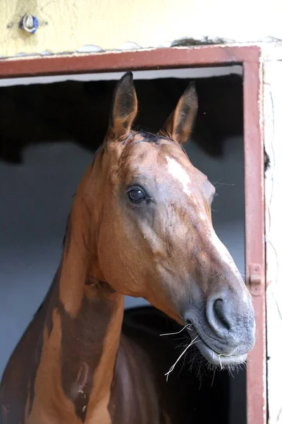 Beautiful young horse standing in the stable door. Purebred youngster looking out the barn door. Racehorse stand behind brown wooden fence at rural animal farm