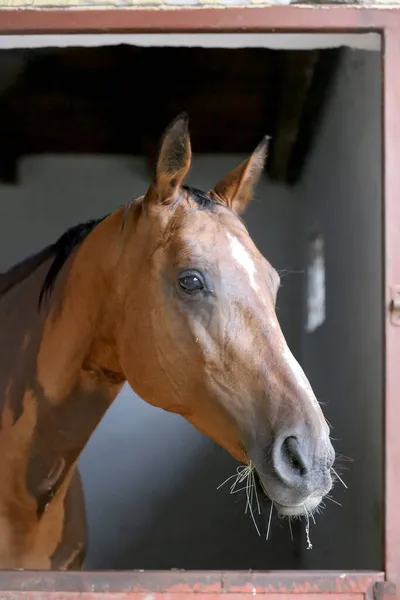 Beautiful young horse standing in the stable door. Purebred youngster looking out the barn door. Racehorse stand behind brown wooden fence at rural animal farm