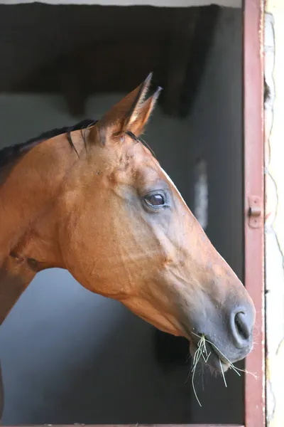 Belo Cavalo Jovem Porta Estábulo Jovem Raça Pura Olhar Pela — Fotografia de Stock