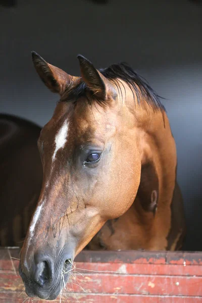 Beautiful young horse standing in the stable door. Purebred youngster looking out the barn door. Racehorse stand behind brown wooden fence at rural animal farm