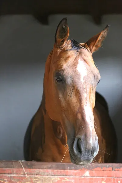 Krásný Mladý Kůň Stojí Dveřích Stáje Čistokrevný Mladík Dívá Ven — Stock fotografie
