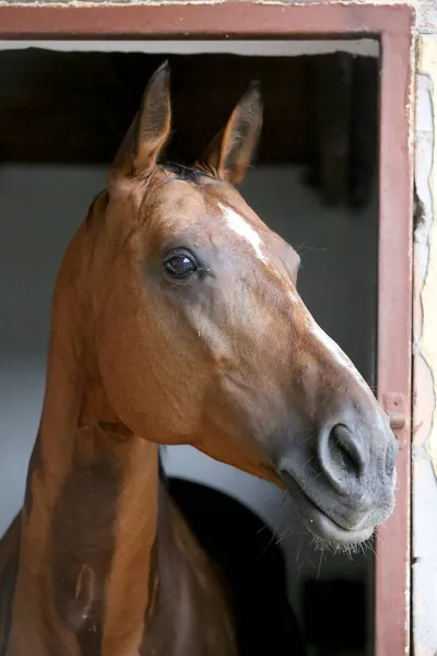 Beautiful young horse standing in the stable door. Purebred youngster looking out the barn door. Racehorse stand behind brown wooden fence at rural animal farm