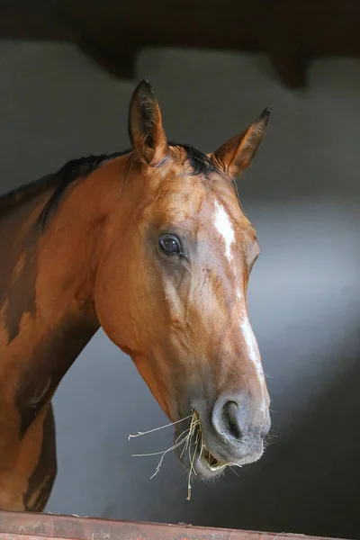 Beautiful young horse standing in the stable door. Purebred youngster looking out the barn door. Racehorse stand behind brown wooden fence at rural animal farm