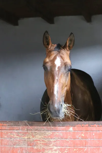 Beautiful young horse standing in the stable door. Purebred youngster looking out the barn door. Racehorse stand behind brown wooden fence at rural animal farm