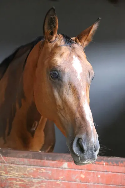 Beautiful young horse standing in the stable door. Purebred youngster looking out the barn door. Racehorse stand behind brown wooden fence at rural animal farm