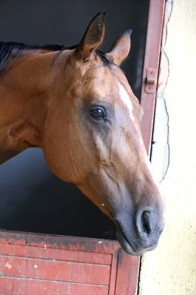 Beautiful young horse standing in the stable door. Purebred youngster looking out the barn door. Racehorse stand behind brown wooden fence at rural animal farm