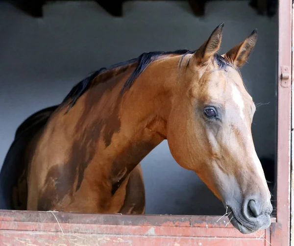 Beautiful young horse standing in the stable door. Purebred youngster looking out the barn door. Racehorse stand behind brown wooden fence at rural animal farm