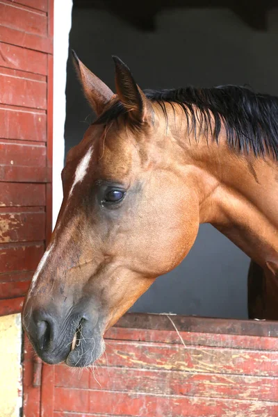 Beautiful young horse standing in the stable door. Purebred youngster looking out the barn door. Racehorse stand behind brown wooden fence at rural animal farm