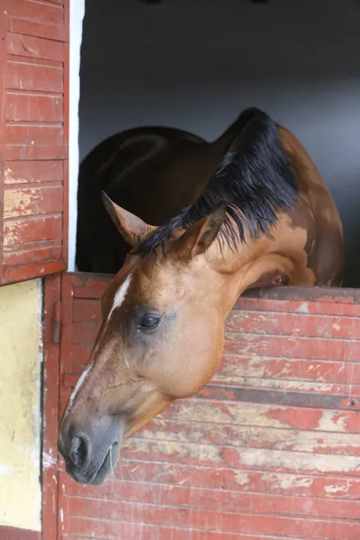 Beautiful young horse standing in the stable door. Purebred youngster looking out the barn door. Racehorse stand behind brown wooden fence at rural animal farm