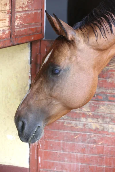 Beautiful young horse standing in the stable door. Purebred youngster looking out the barn door. Racehorse stand behind brown wooden fence at rural animal farm