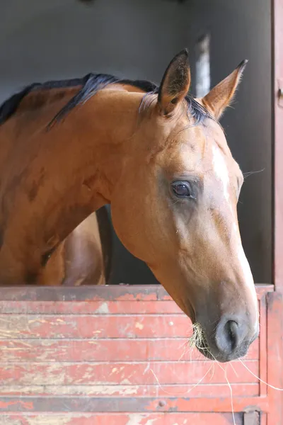 Beautiful young horse standing in the stable door. Purebred youngster looking out the barn door. Racehorse stand behind brown wooden fence at rural animal farm