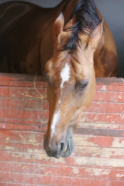 Schönes Junges Pferd Steht Der Stalltür Der Reinrassige Junge Schaut — Stockfoto
