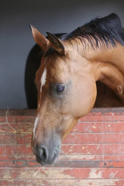 Beautiful young horse standing in the stable door. Purebred youngster looking out the barn door. Racehorse stand behind brown wooden fence at rural animal farm