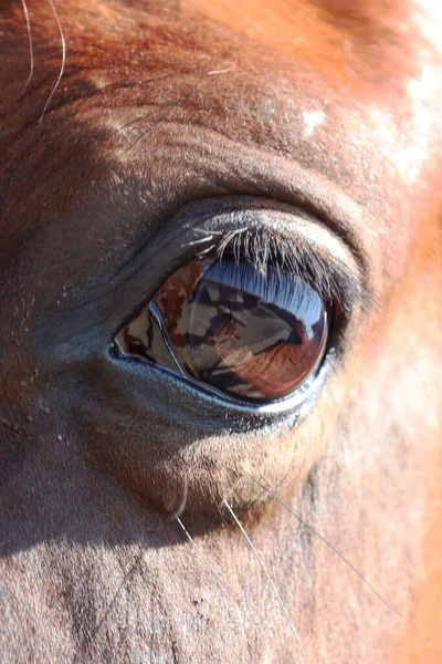 Коричневый Лошадиный Глаз Макроснимок Конского Глаза Летом Конюшне — стоковое фото