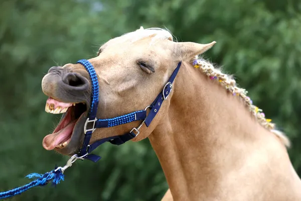 Cheerful Morgan Mare Showing Her Healthy Teeth Summer Training Track — Stock Photo, Image