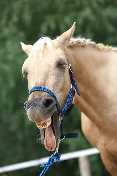 Cheerful Morgan Mare Showing Her Healthy Teeth Summer Training Track — Stock Photo, Image