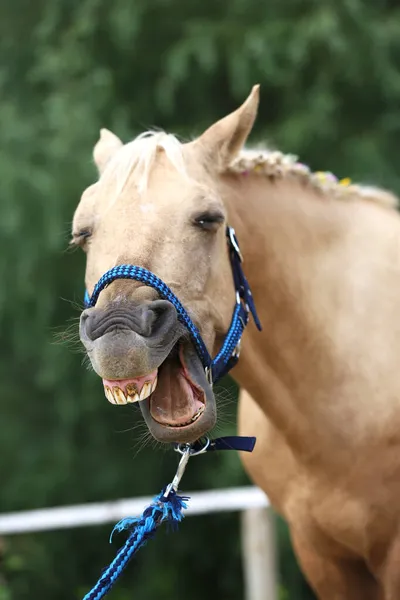 Fundo Narizes Nariz De Cavalo Sorrindo Luz Foto E Imagem Para