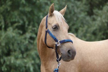 MÜZİK MÜZİK. Genç safkan Morgan atının yelesinde renkli yaz çiçekleri