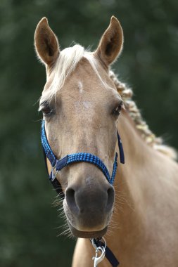 MÜZİK MÜZİK. Genç safkan Morgan atının yelesinde renkli yaz çiçekleri