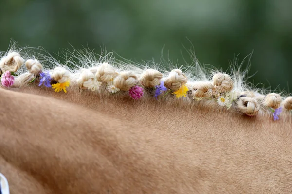 Milagres Crina Flores Coloridas Verão Juba Cavalo Morgan Raça Pura — Fotografia de Stock