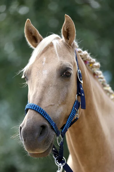 Miracles Mane Bunte Sommerblumen Der Mähne Eines Jungen Reinrassigen Morganpferdes — Stockfoto