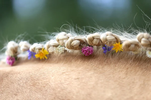 Miraclar Människan Färgglada Sommarblommor Manen Ung Renrasig Orgel Häst — Stockfoto