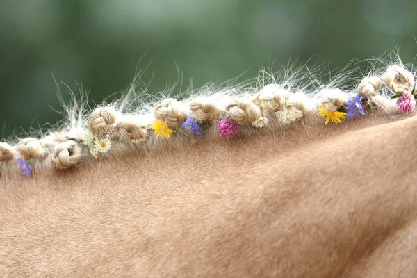 Vista Close Crina Trançada Mão Inclui Flores Cavalo Marrom Claro — Fotografia de Stock