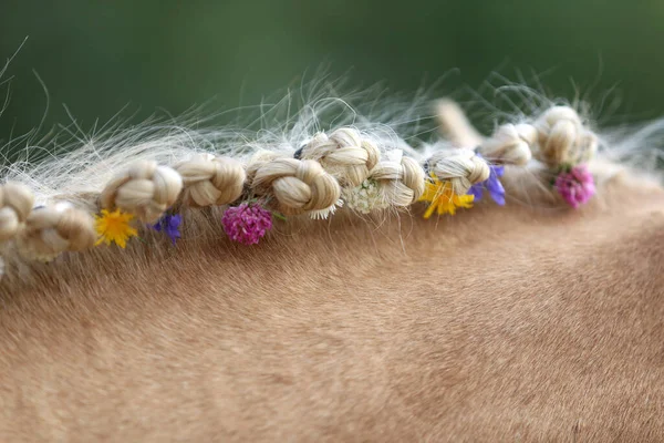 Närbild Hand Flätad Man Inkluderar Blommor Ljusbrun Häst Med Blond — Stockfoto