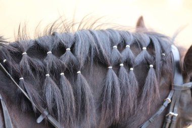 Güzel örülmüş yeleli güzel bir atın yakın çekimi. Binicilik hayatı. Saçları örgülü, güzel yeleli bir at kafası.