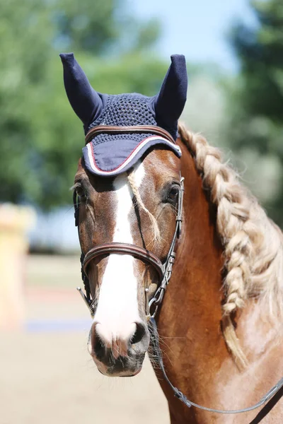 Fechar Bela Crina Trançada Belo Cavalo Vida Equestre Cabeça Cavalo — Fotografia de Stock