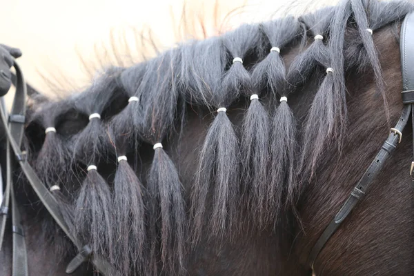 Fechar Bela Crina Trançada Belo Cavalo Vida Equestre Cabeça Cavalo — Fotografia de Stock