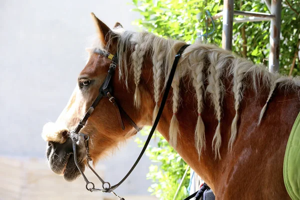 Close Van Mooie Gevlochten Manen Van Een Prachtig Paard Paardensport — Stockfoto