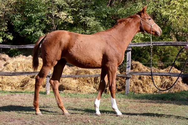 Beautiful Few Months Old Thoroughbred Foal Sunbathing Corral Young Horse — Stock Photo, Image