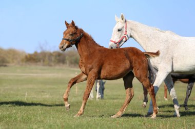 Yaz mevsiminde kırsal hayvan çiftliğindeki çayırlarda şakacı taylar