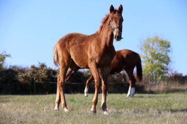 Yaz mevsiminde kırsal hayvan çiftliğindeki çayırlarda şakacı taylar