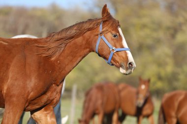 Yaz mevsiminde kırsal hayvan çiftliğindeki çayırlarda şakacı taylar