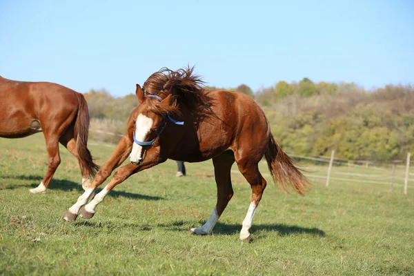 Potro Juguetón Acción Prado Verano Granja Animales Rurales Verano —  Fotos de Stock