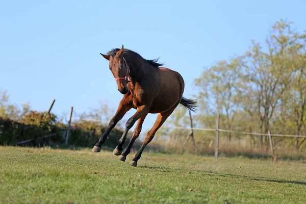 Puledro Giocoso Azione Sul Prato Estivo Fattoria Animale Rurale Estate — Foto Stock